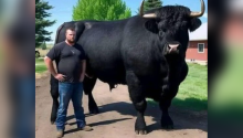 I recently spent $6,500 on this registered Black Angus bull