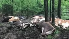 Farmer Finds Pasture Empty, Sees All 32 Dead Cows In One Big Pile