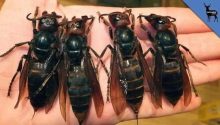 10 deadliest insects: Discover the world’s most dangerous insects to humans