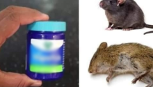 How to get rid of rats using Vick Vaporub, a method that works